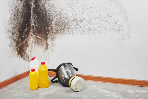 Best Attic Mold Remediation in Elmwood Park, NJ