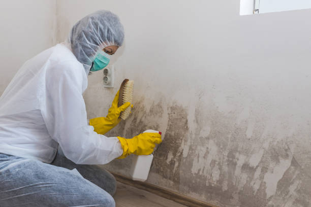 Best Mold Testing and Inspection Services in Elmwood Park, NJ