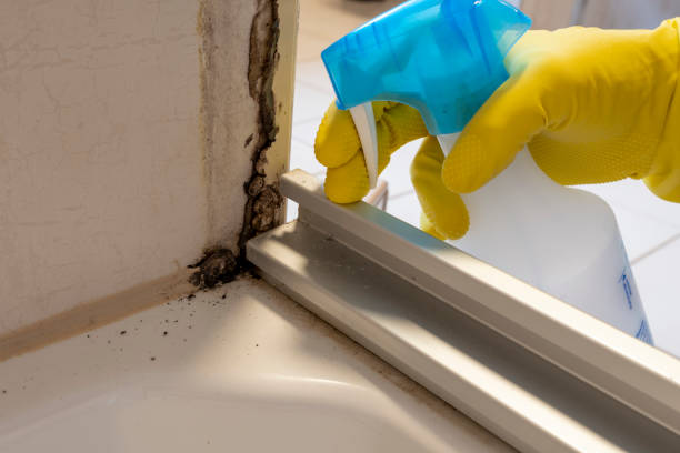 Best Attic Mold Remediation in Elmwood Park, NJ