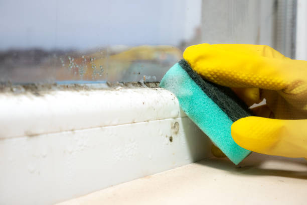 Best Bathroom Mold Remediation in Elmwood Park, NJ