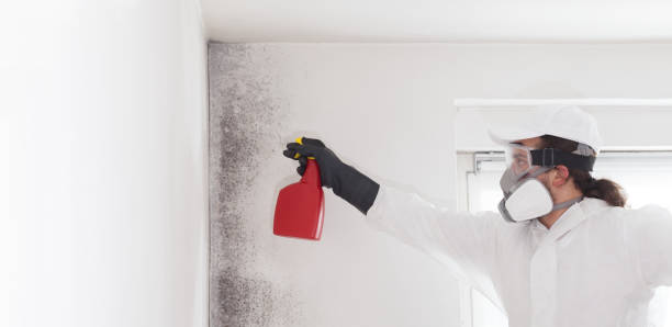 Best Black Mold Remediation in Elmwood Park, NJ