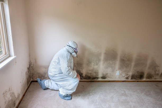 Best Black Mold Remediation in Elmwood Park, NJ