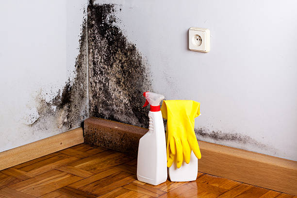 Best White Mold Remediation in Elmwood Park, NJ
