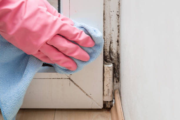 Best Insurance-Related Mold Remediation in Elmwood Park, NJ